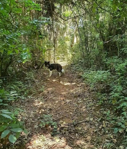 Casa à venda Joapiranga com 334m² e 4 quartos por R$ 2.400.000 - 49545676-whatsapp-image-2024-02-08-at-10.jpeg