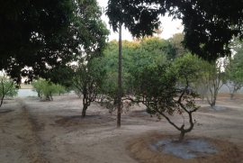 Chacara à venda Tanquinho com 5800m² -  dormitórios -  vagas - R$ 580.000 - 2053910705-img-0240.JPG