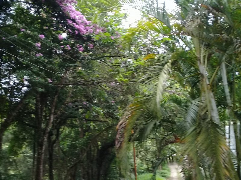 imóvel com 1200m² - Palmeiras  - Suzano