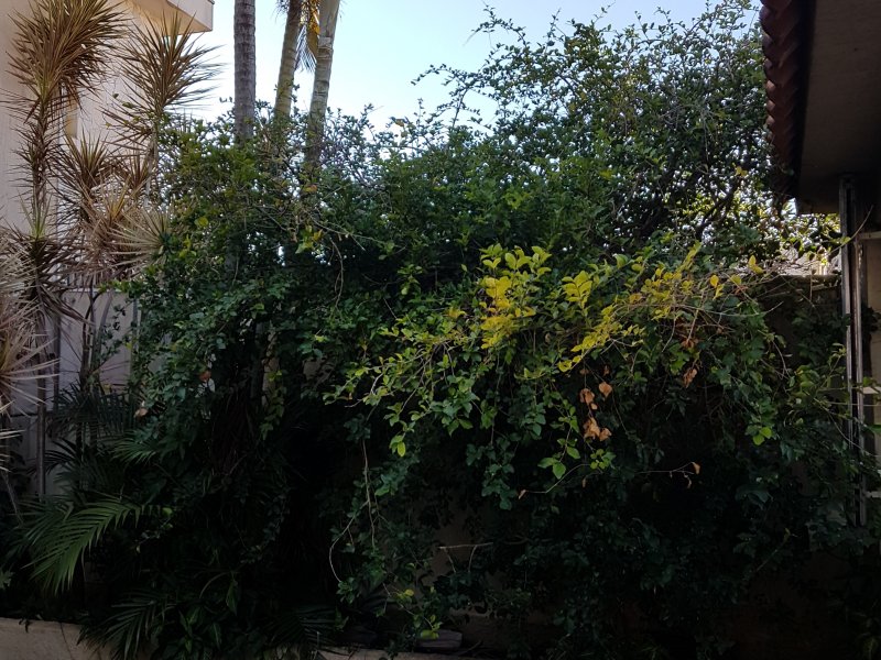 Casa à venda Vila Nova Mazzei com 194m² e 3 quartos por R$ 580.000 - 984989577-20180715-095615.jpg