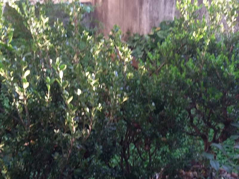 Casa à venda Vila Mangalot com 218m² e 4 quartos por R$ 900.000 - 565365314-20180830-165739.jpg