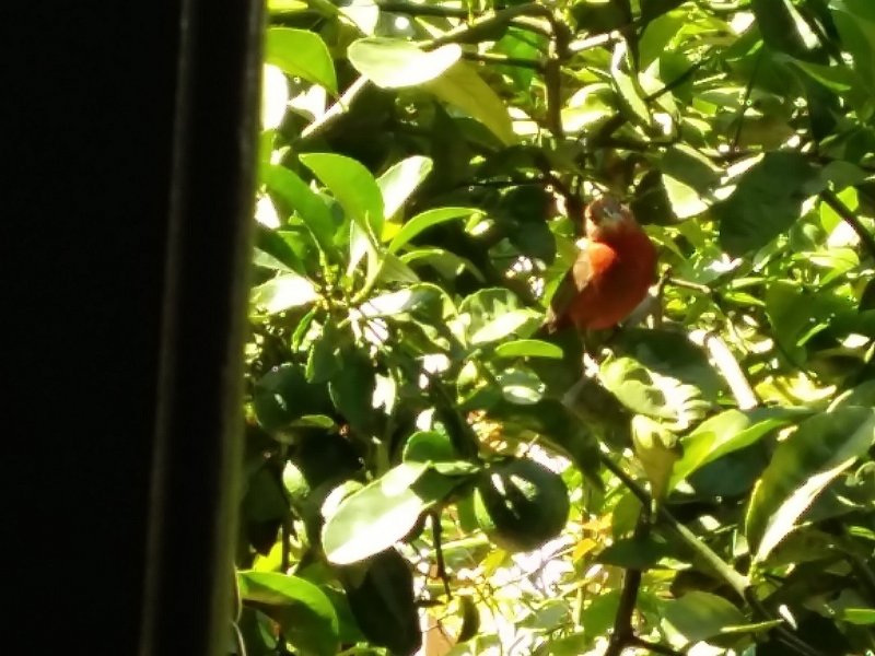 Apartamento à venda Village Scorpios I com 700m² e 5 quartos por R$ 1.100.000 - 254273816-20161204-095157.jpg