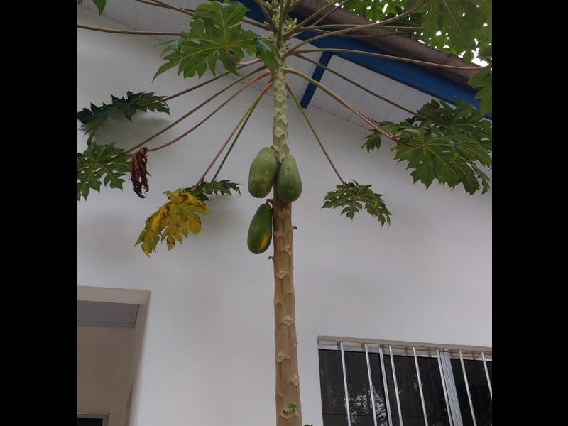 imóvel com 200m² - Barigui - Antonina