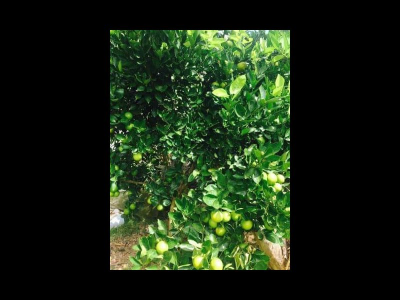 Sítio à venda Cachoeirinha com 33380m² e 4 quartos por R$ 550.000 - 1604753033-9fbf5263-bbe7-46b4-aa35-b66759fa0e94.jpeg