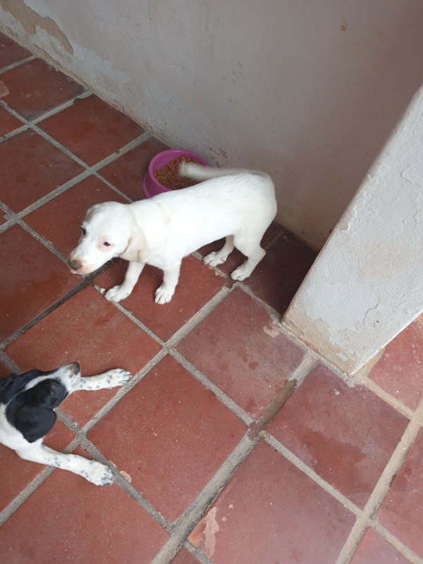 Apartamento à venda Jardim Nova Manchester com 54m² e 2 quartos por R$ 180.000 - 1914899100-20221011-150556.jpg