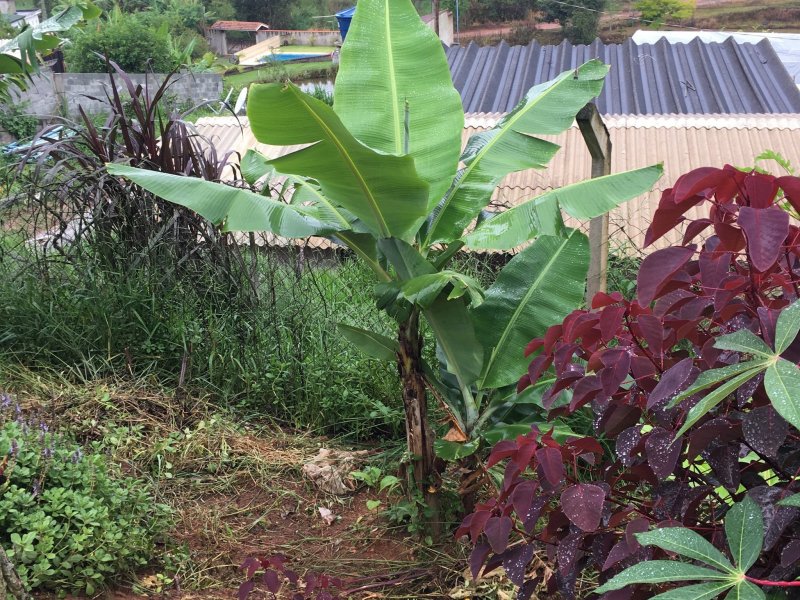 Chácara à venda Capelinha com 900m² e 1 quarto por R$ 120.000 - 809260829-0b7b6d7d-305e-4742-8992-0360dce28f33.jpeg