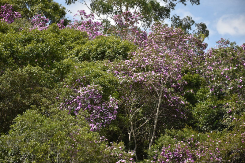 Sítio à venda quatinga com 372000m² e 2 quartos por R$ 3.720.000 - 139046489-img-20220322-wa0004.jpg