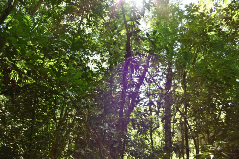 Sítio à venda quatinga com 372000m² e 2 quartos por R$ 3.720.000 - 464279884-img-20220322-wa0012.jpg