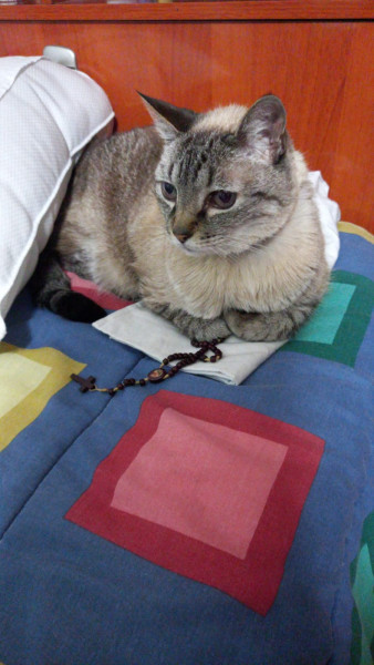 Sítio à venda quatinga com 372000m² e 2 quartos por R$ 3.720.000 - 782106499-img-20220428-wa0034.jpg