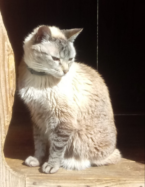 Sítio à venda quatinga com 372000m² e 2 quartos por R$ 3.720.000 - 939283181-img-20220729-wa0000.jpg