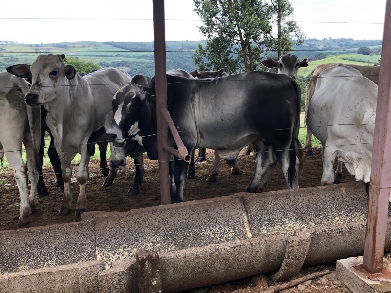 imóvel com 133000m² - zona rural - Jandaia do Sul