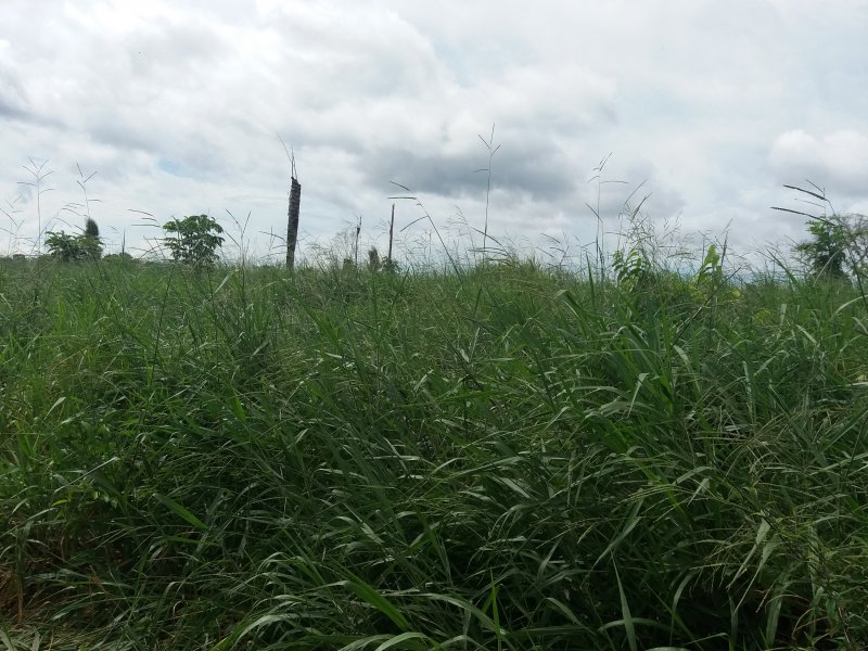 Fazenda à venda Zona rural  com 60000000m² e 2 quartos por R$ 100.000.000 - 47255726-20180430-142304.jpg