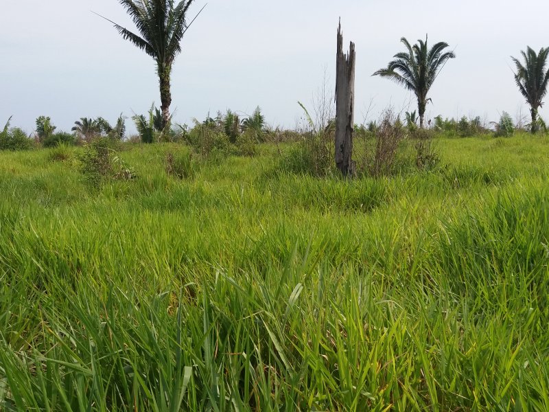 Fazenda à venda Zona rural  com 60000000m² e 2 quartos por R$ 100.000.000 - 922073838-20181022-094529.jpg