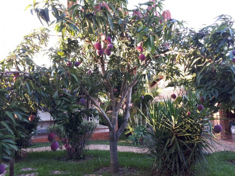 Chacara à venda Setor Central com 1008m² e 3 quartos por R$ 420.000 - 26754704-file8.jpeg