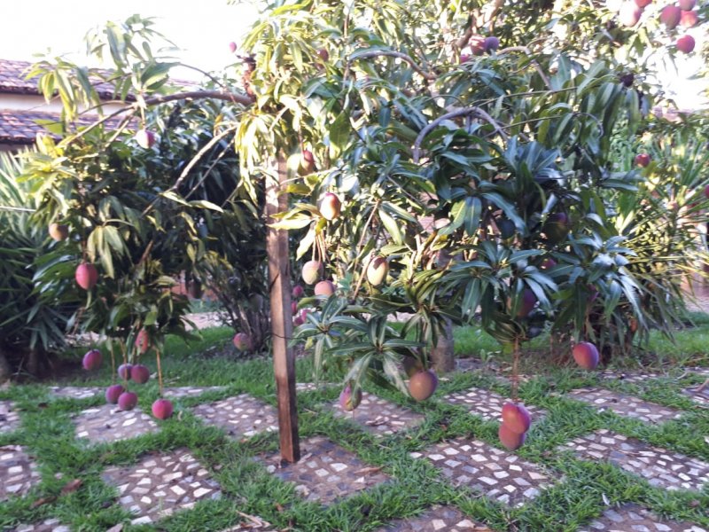 Chacara à venda Setor Central com 1008m² e 3 quartos por R$ 420.000 - 555205237-file11.jpeg
