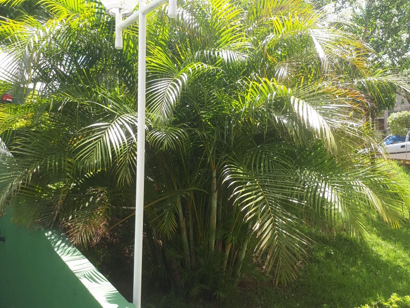 Apartamento à venda Brasilândia com 50m² e 2 quartos por R$ 240.000 - 777409002-20190118-142815.jpg