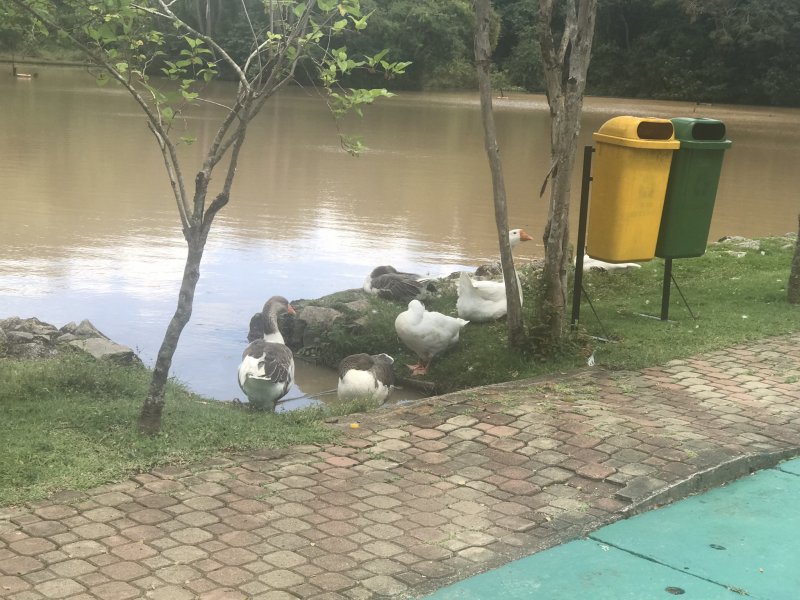 Terreno à venda São João com 568m² e  quartos por R$ 198.000 - 1843412550-bfcbb64f-32b2-4e1b-b9c3-11cf8c41005e.jpeg