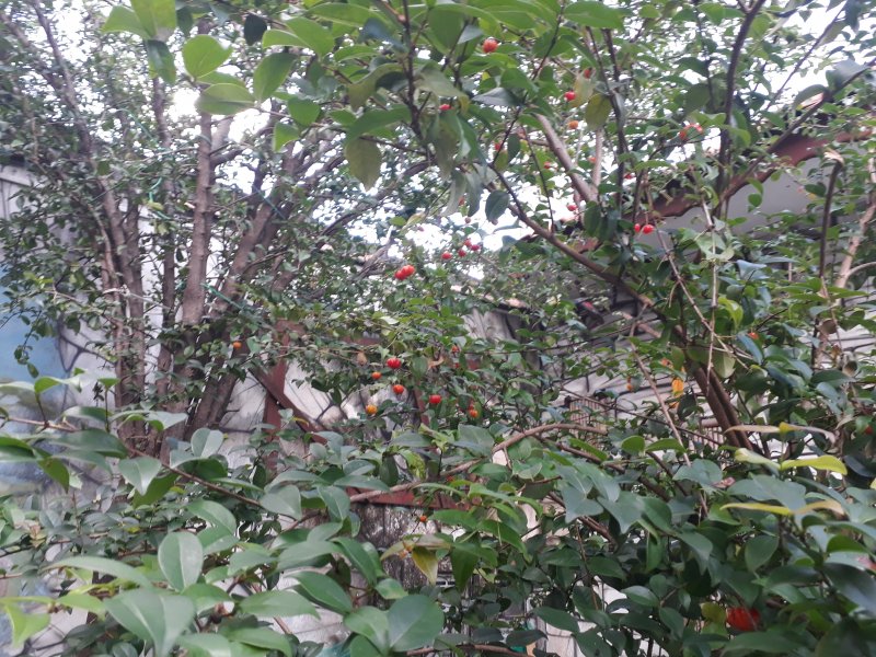 Casa à venda Jardim planalto com 250m² e 5 quartos por R$ 400.000 - 1374209563-21.jpg