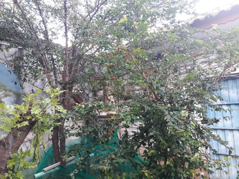 Casa à venda Jardim planalto com 250m² e 5 quartos por R$ 400.000 - 1785729832-20.jpg