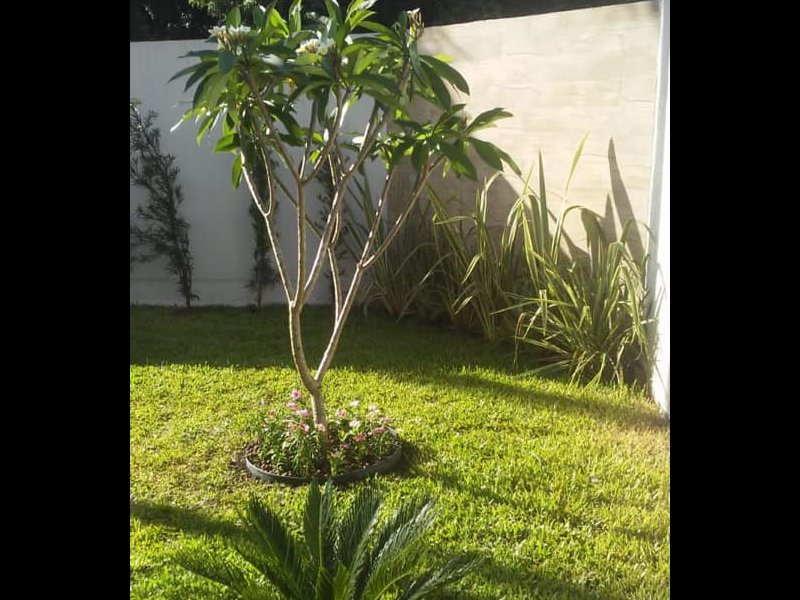 Casa à venda Pilarzinho com 266m² e 3 quartos por R$ 1.290.000 - 806781189-51579822-565242110553897-3557023933804838912-n.jpg