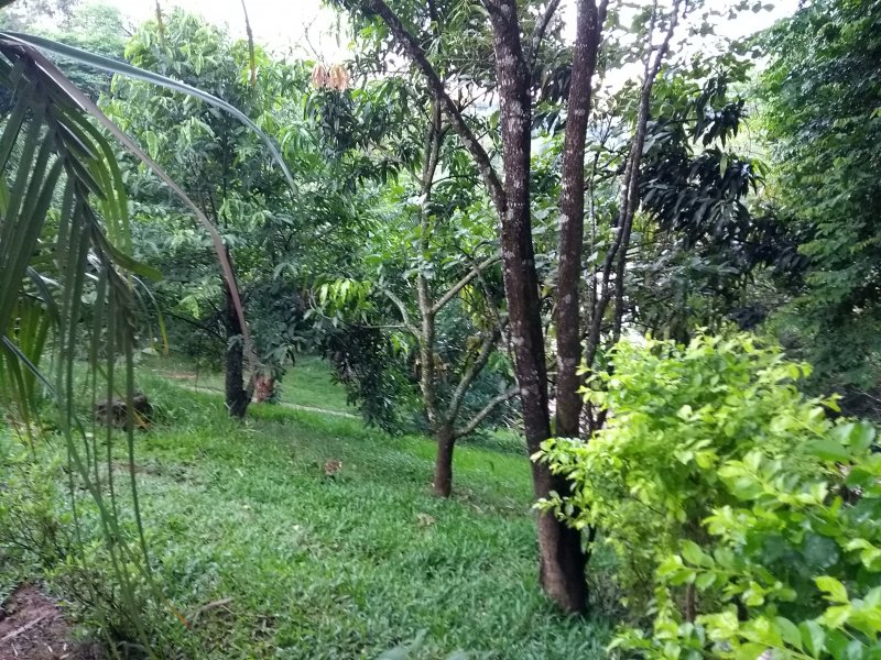 Chacara à venda Viçoso com 120m² e 3 quartos por R$ 400.000 - 330691860-img-20181228-191141.jpg