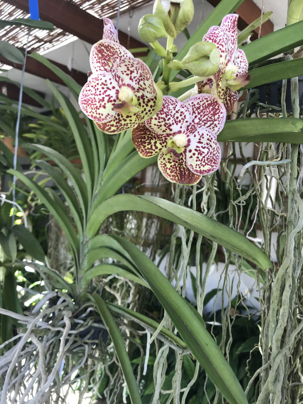 Cobertura à venda Jardim da Saúde com 150m² e 2 quartos por R$ 1.100.000 - 1324069603-98a32c78-1a24-47d4-93f8-d643e36bd221.jpeg