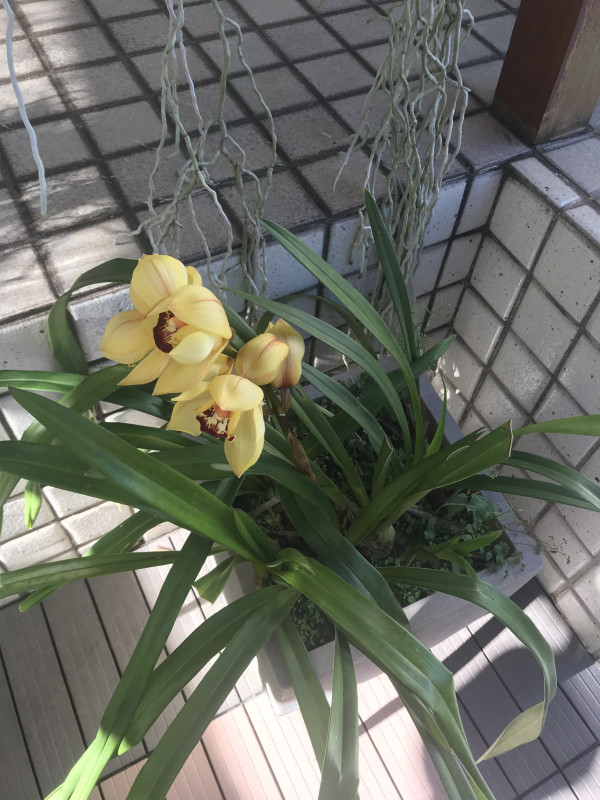 Cobertura à venda Jardim da Saúde com 150m² e 2 quartos por R$ 1.100.000 - 591091360-e18b508d-6b7b-4d15-9d0c-f95440d68809.jpeg