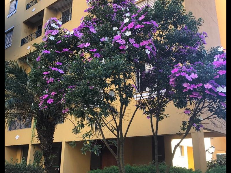 Apartamento à venda Vila Sônia com 63m² e 3 quartos por R$ 370.000 - 1575213187-24ff6b31-b0d8-4cb3-866b-27bb3c7dadc4.jpeg
