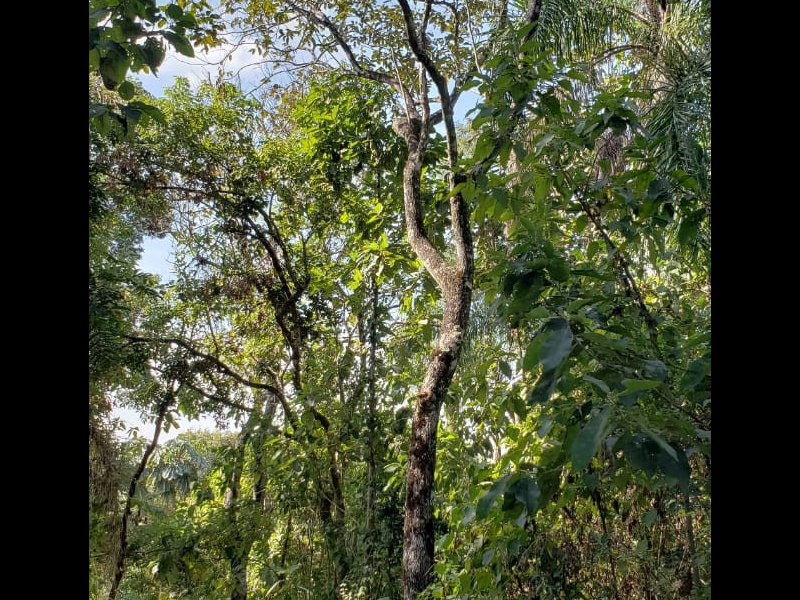 Terreno à venda Santa Inês com 1132m² e  quartos por R$ 400.000 - 1233443643-whatsapp-image-2018-07-09-at-17.jpeg