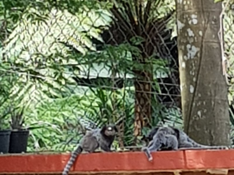 Casa de condomínio à venda Condomínio Iolanda com 340m² e 2 quartos por R$ 2.900.000 - 1052869353-macaquinhos.jpeg