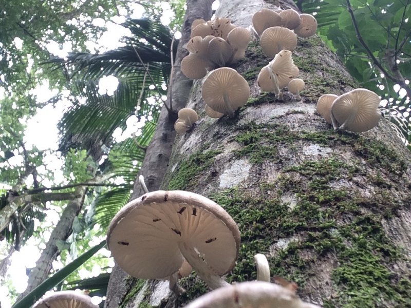 Casa de condomínio à venda Condomínio Iolanda com 340m² e 2 quartos por R$ 2.900.000 - 1085305779-cogumelos.jpg