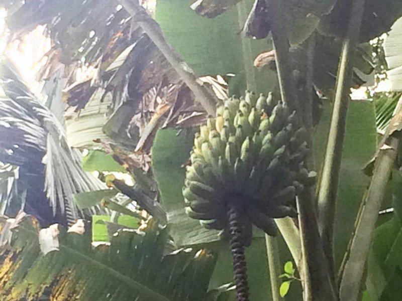 Casa de condomínio à venda Condomínio Iolanda com 340m² e 2 quartos por R$ 2.900.000 - 1416221889-bananeira-cachos.jpg