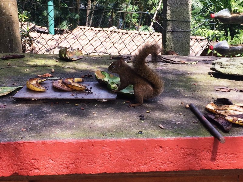 Casa de condomínio à venda Condomínio Iolanda com 340m² e 2 quartos por R$ 2.900.000 - 1444905057-esquilo-2.jpg