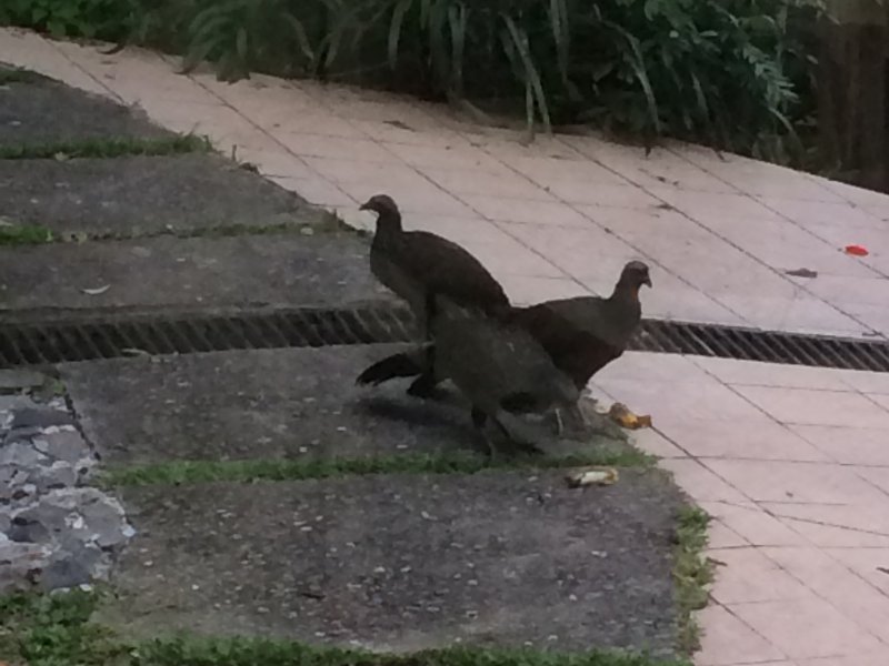 Casa de condomínio à venda Condomínio Iolanda com 340m² e 2 quartos por R$ 2.900.000 - 1787975301-jacus-2.jpg