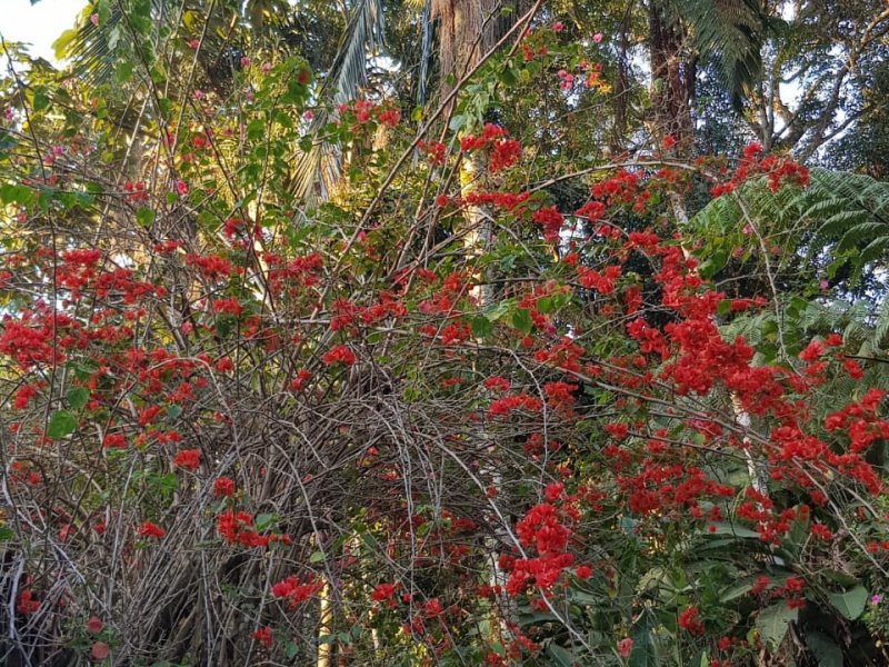 Casa de condomínio à venda Condomínio Iolanda com 340m² e 2 quartos por R$ 2.900.000 - 592872981-primaveras.jpg