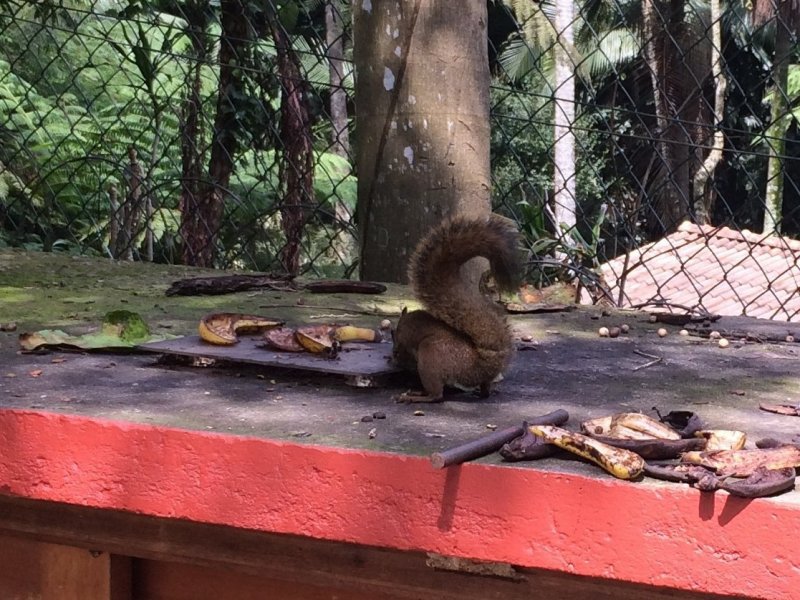 Casa de condomínio à venda Condomínio Iolanda com 340m² e 2 quartos por R$ 2.900.000 - 599092993-esquilo-1.jpg