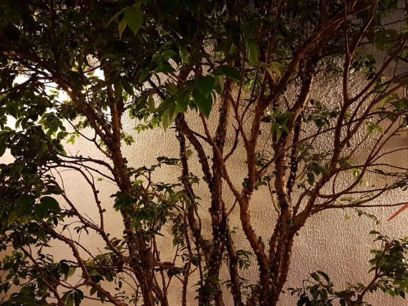 Casa à venda Jardim Passargada I com 180m² e 3 quartos por R$ 700.000 - 1280801936-jaboticaba.jpg