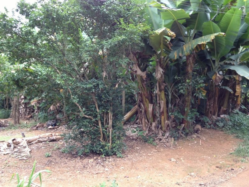 Sítio à venda Centro com 10000m² e 5 quartos por R$ 700.000 - 1222538940-unadjustednonraw-thumb-213.jpg