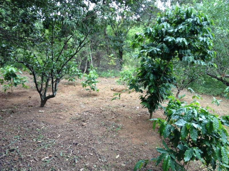 Sítio à venda Centro com 10000m² e 5 quartos por R$ 700.000 - 1857818665-unadjustednonraw-thumb-1fb.jpg