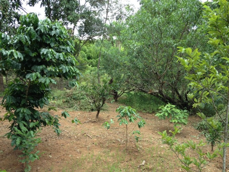 Sítio à venda Centro com 10000m² e 5 quartos por R$ 700.000 - 1916778653-unadjustednonraw-thumb-20b.jpg