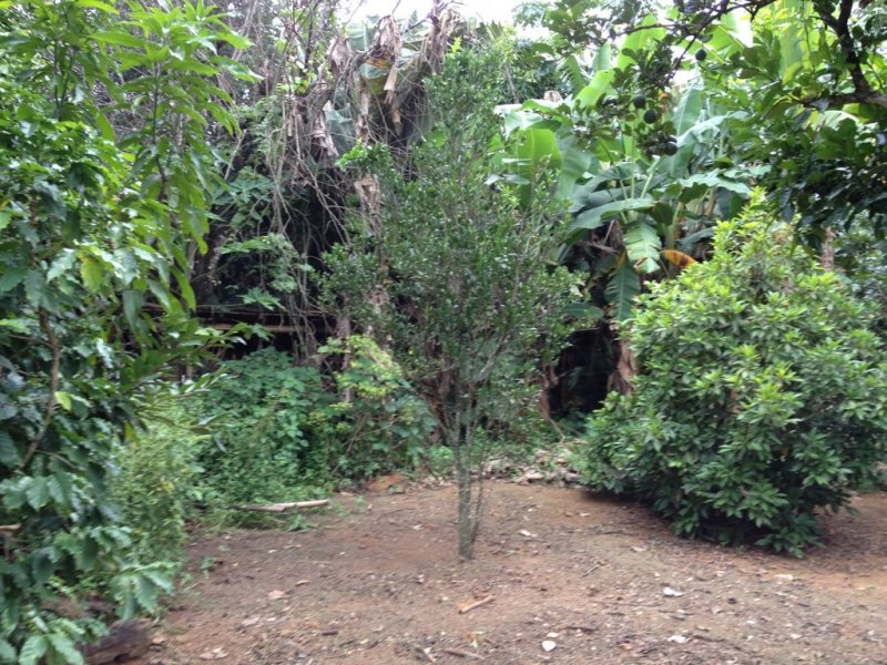 Sítio à venda Centro com 10000m² e 5 quartos por R$ 700.000 - 802609032-unadjustednonraw-thumb-20d.jpg