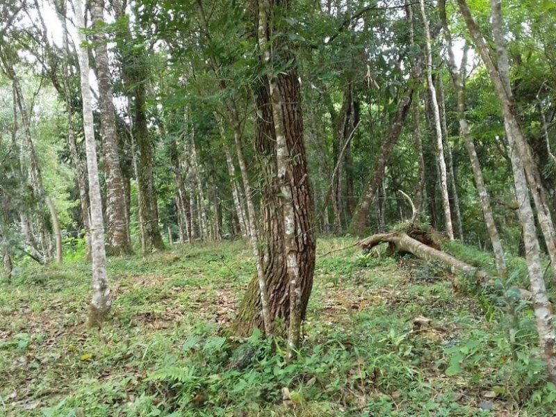 Terreno à venda São Miguel com 2500m² e  quartos por R$ 70.000.000 - 1260140312-img-3982.JPG