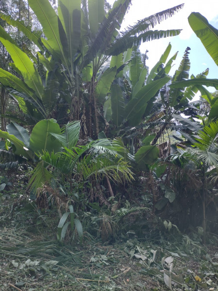 Terreno à venda Centro com 74000m² e 1 quarto por R$ 640.000 - 2007231675-whatsapp-image-2023-05-28-at-18.jpeg