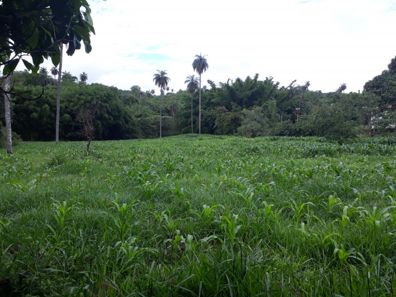 Sítio à venda Centro com 25000m² e 2 quartos por R$ 560.000 - 760451824-20171206-160942.jpg