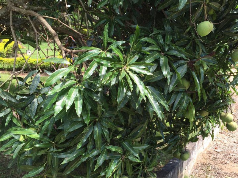 Sítio para alugar Centro com 44000m² e 3 quartos por R$ 350 - 205435126-087c27f5-0a97-4b78-a0b8-0ad2fa964ab5.jpeg