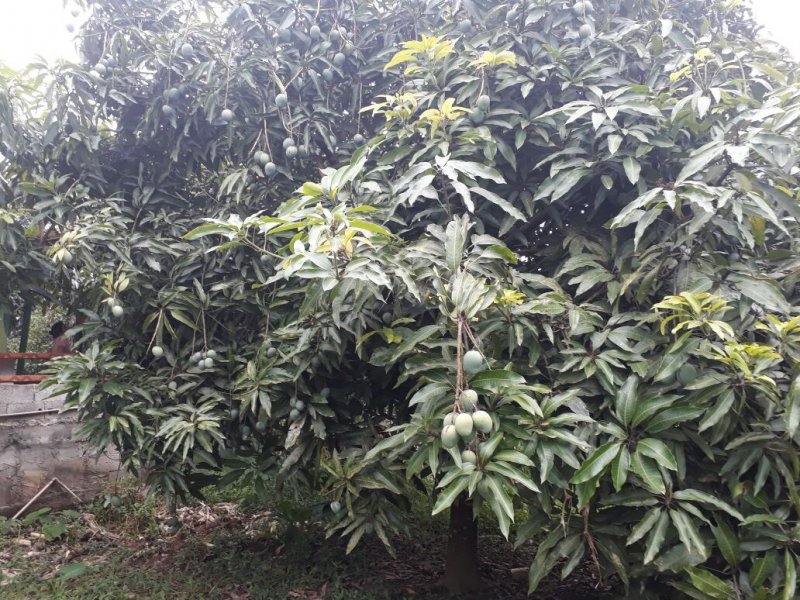 Chácara à venda Jardim das Colinas com 23502m² e 2 quartos por R$ 300.000 - 1638732829-img-20190203-wa0055.jpg