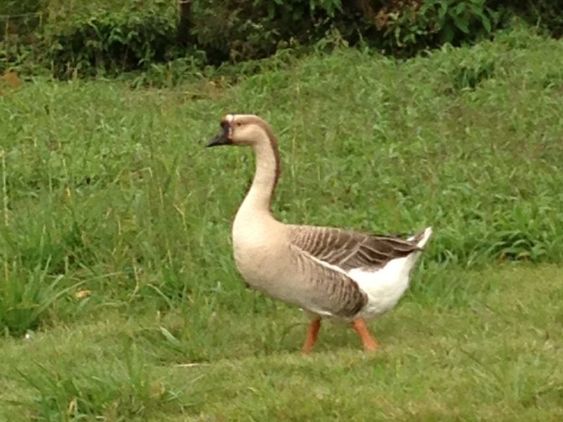 Chácara à venda centro com 220m² e 4 quartos por R$ 490.000 - 1078852960-052.JPG