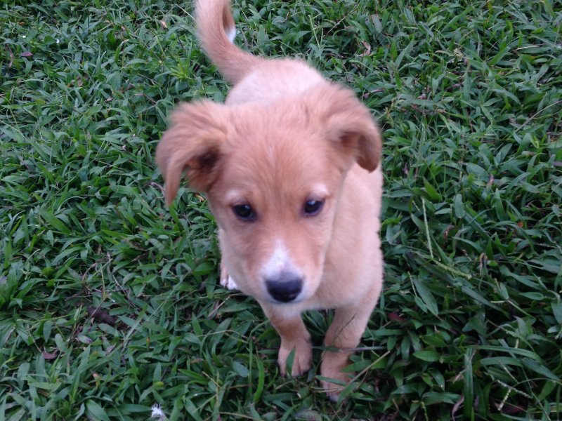 Chácara à venda centro com 220m² e 4 quartos por R$ 490.000 - 1109224437-070.JPG