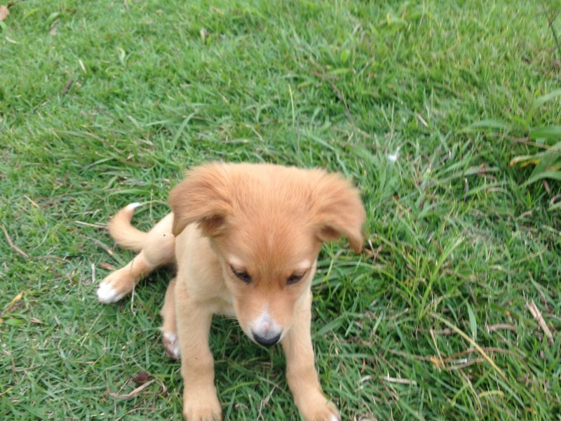 Chácara à venda centro com 220m² e 4 quartos por R$ 490.000 - 1157178808-058.JPG