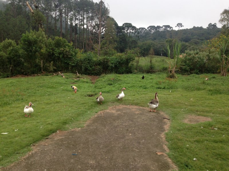 Chácara à venda centro com 220m² e 4 quartos por R$ 490.000 - 1509845447-044.JPG